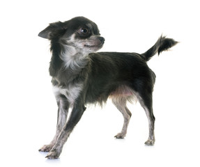 young chihuahua in studio