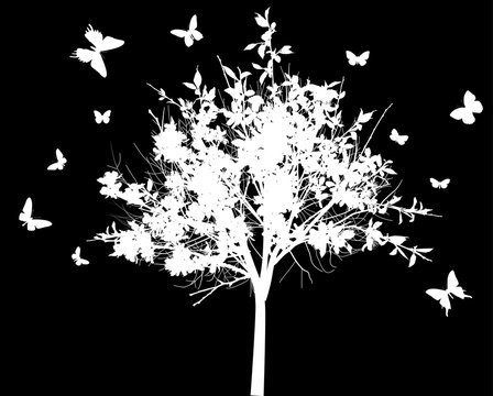 blossoming white tree and butterflies isolated on black