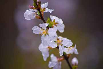 Cherry blossoms