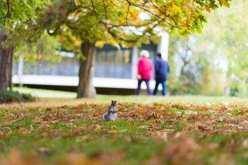 Fototapeta premium Grey Squirrel in autumn leaves in Jephson Gardens, Leamington Spa, Warwickshire, UK