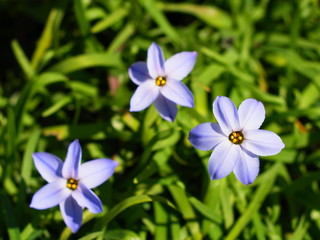 花韮の青い花