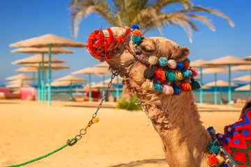 Afwasbaar Fotobehang Kameel Camel resting in shadow on the beach of Hurghada, Egypt