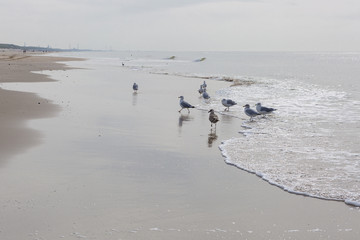 seabirds near the shore on the beach