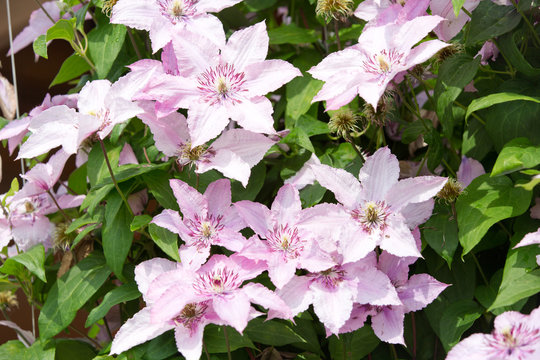 Blooming clematis in the summer garden