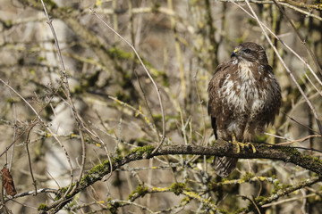 La buse variable