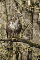 Buse variable