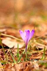 Crocus flower on meadow