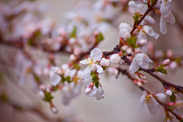 Cherry blossoms in the rain