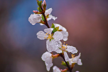 Cherry blossoms in the rain