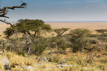 Nationalpark Serengeti - Tansania