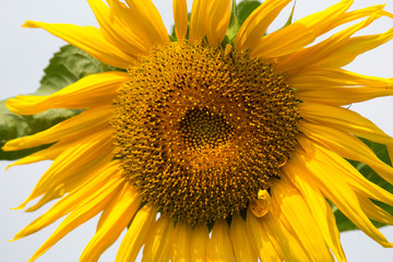 Naklejka premium Sunflower plant in the garden
