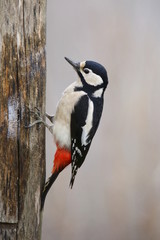 Picchio rosso maggiore (Dendrocopos major)