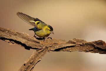 Lucherino ((Spinus spinus)
