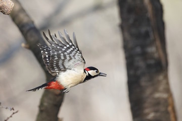 Picchio rosso maggiore (Dendrocopos major)