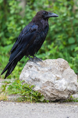 Common Raven (Corvus corax) in Northwest Territories NWT of Canada