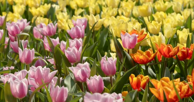 Beautiful Tulip flower garden