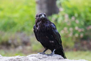 Common Raven (Corvus corax) in Northwest Territories NWT of Canada