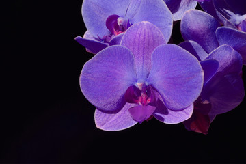 violet orchid on a black background