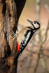 Dendrocopos major (PIcchio rosso maggiore femmina)