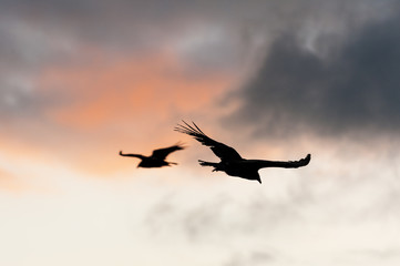 Fototapeta na wymiar Turkey Vultures flying against a colorful sky at La Portada in Chile