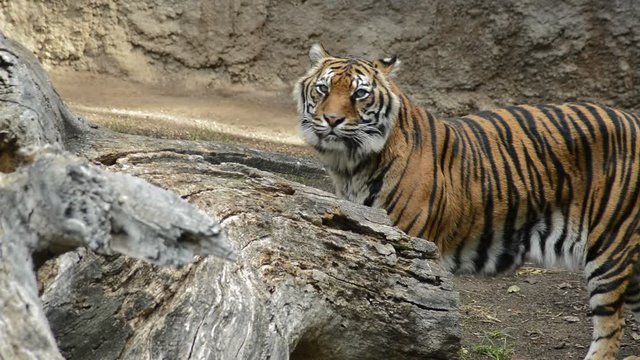 Sumatran Tiger walking - Panthera tigris sumatrae