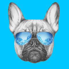 Portrait of French Bulldog with sunglasses, hand-drawn illustration