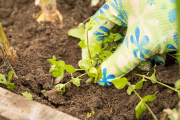 Female Gardening Weeding Weed Plants Grass In Vegetable Beds Of Onion Close Up. Weed Removal.