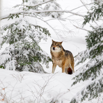 Wolf (Canis lupus) im Winter im Tier-Freigel&auml;nde im Nationalpark Bayrischer Wald, Deutschland.