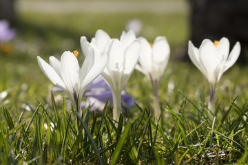 Wei&szlig;e Krokusse auf einer Wiese