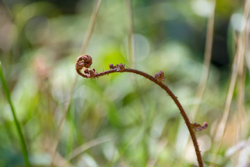 春のゼンマイ