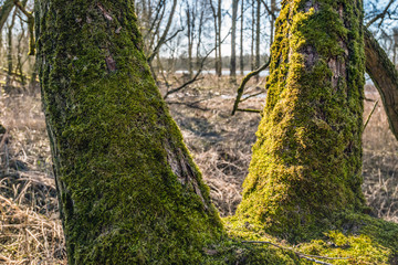 View through mossy tree trunks