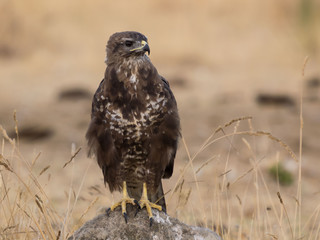 Common buzzard perched on a stone (Buteo buteo)