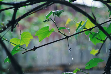 Summer rain