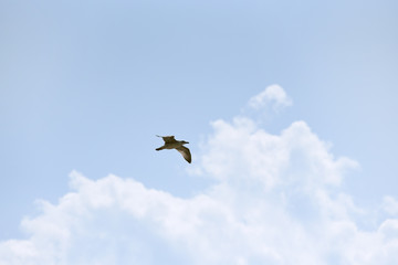 A seagull is flying against a blue sky with clouds