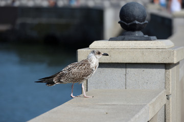 Thin and possibly sickly seagull of motley colors, stands on the level surface of the stone parapet