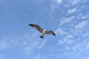 The seagull flies its wings wide against the blue sky with clouds