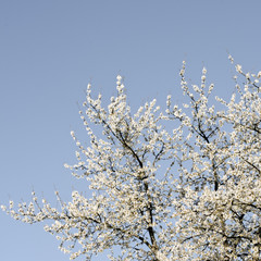Cherry blossoms