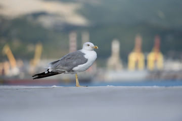 Obraz premium A beautiful and clean seagull, white-gray color stands on a level surface. Gray-white seagull on a blurred background