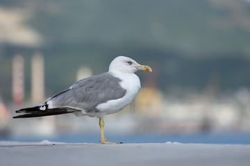 Fototapeta na wymiar A beautiful and clean seagull, white-gray color stands on a level surface. Gray-white seagull on a blurred background