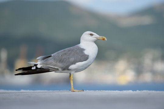 A beautiful and clean seagull, white-gray color stands on a level surface. Gray-white seagull on a blurred background