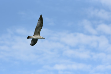 The seagull flies its wings wide against the blue sky with clouds