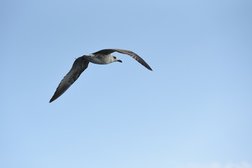 The seagull flies its wings wide against the blue sky
