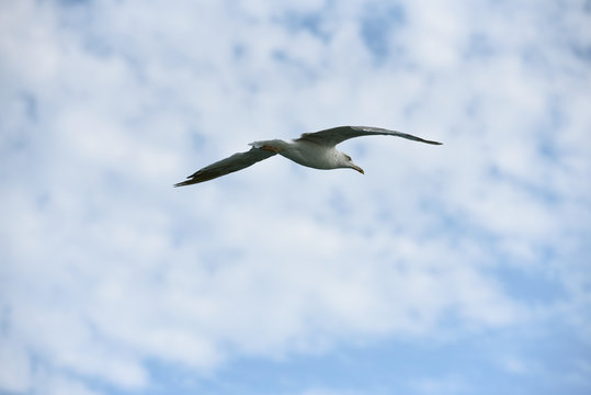 The seagull flies its wings wide against the blue sky with clouds