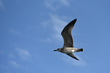 The seagull flies its wings wide against the blue sky with clouds
