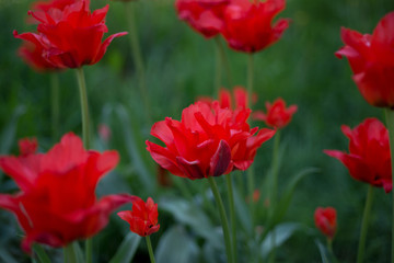 Fototapeta premium Red tulips blossom in spring