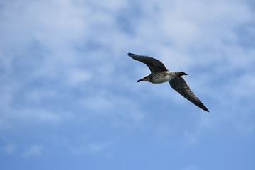 The seagull flies its wings wide against the blue sky with clouds