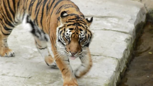 Sumatran Tiger in a natural park - Panthera tigris sumatrae