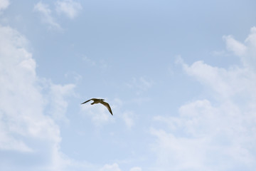 A seagull is flying against a blue sky with clouds