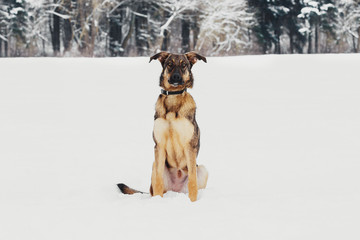 Winter portrait of a mongrel