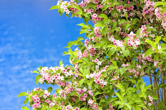 443 件の最適な 卯の花 画像 ストック写真 ベクター Adobe Stock